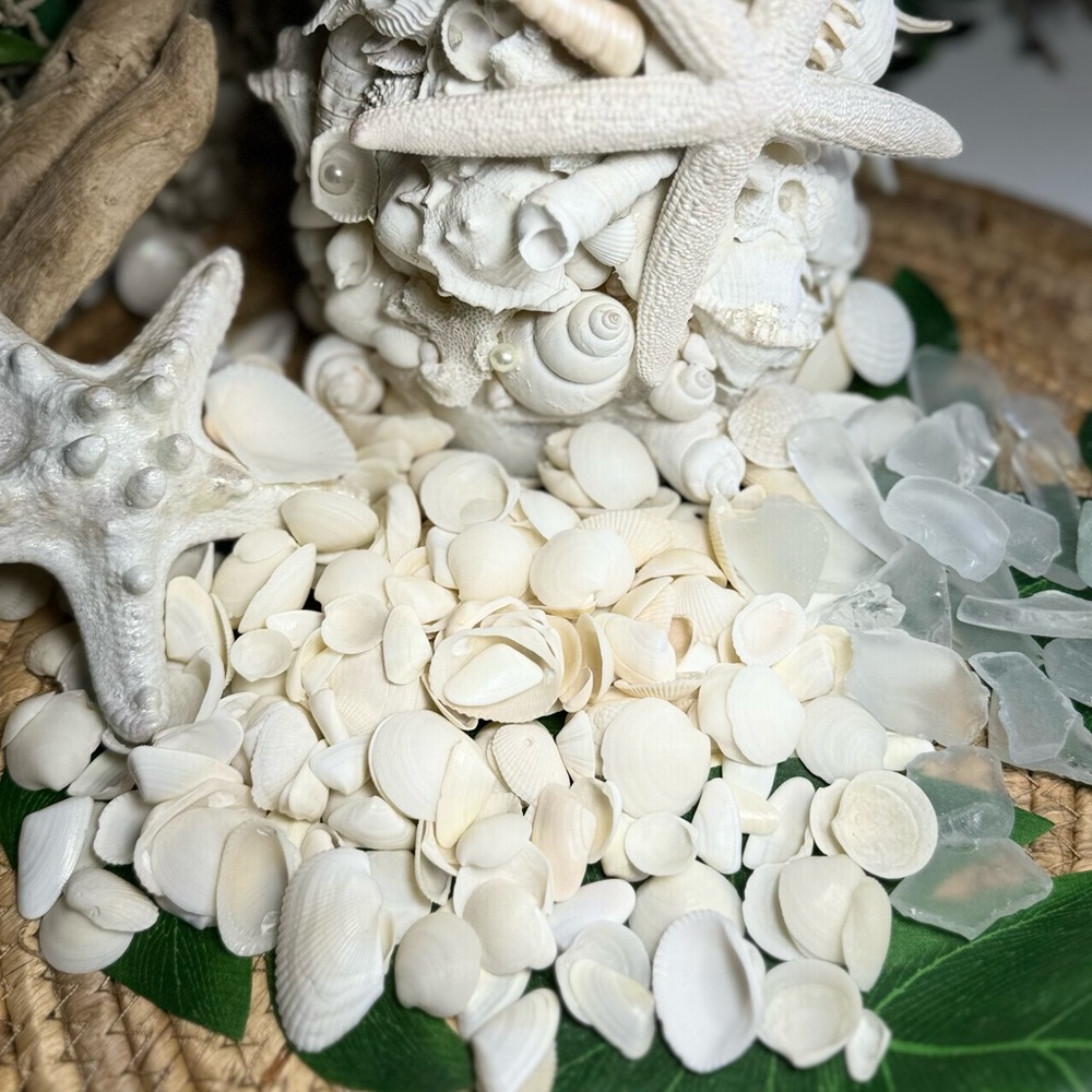 Florida White Seashells & Sea Glass DIY Crafting Bulk Lot Christmas Holiday